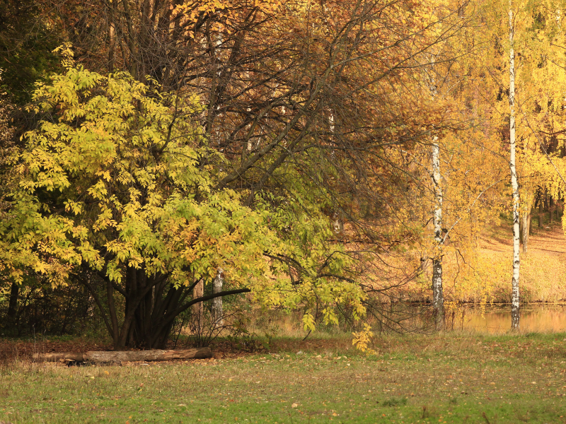 бревно, осень, деревья, парк
