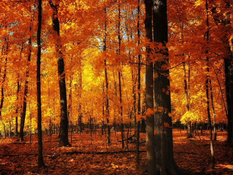 лес, осень, деревья, листья