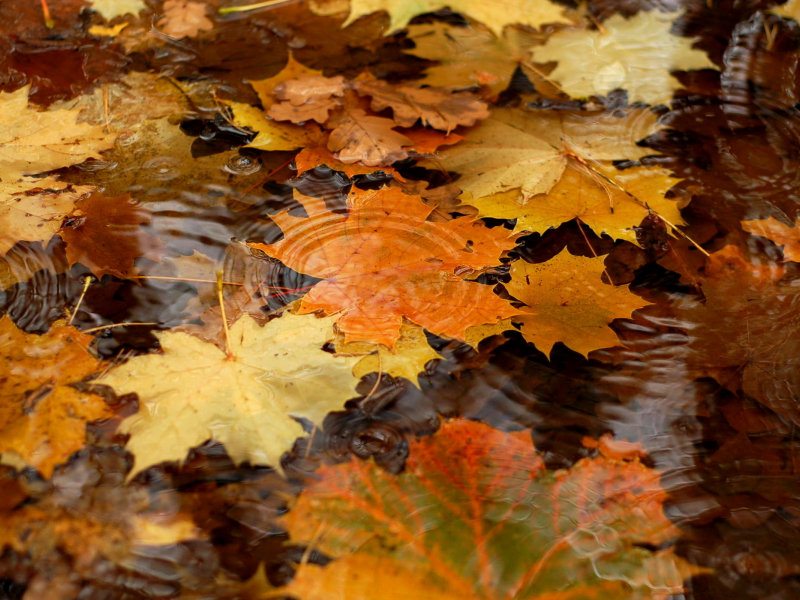 природа, вода, листья, осень