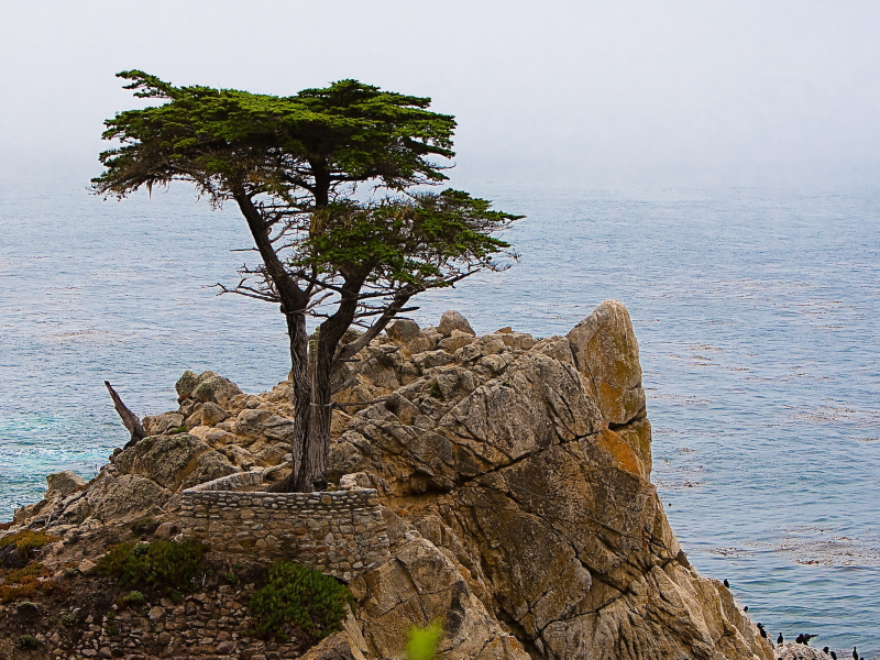 дерево, скалы, море, природа