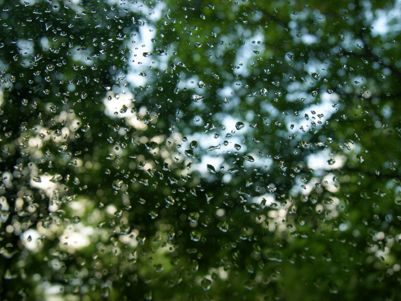 деревья, дождь, стекло, капли