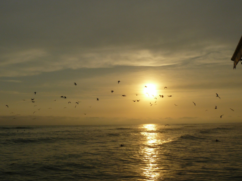 птицы, небо, море