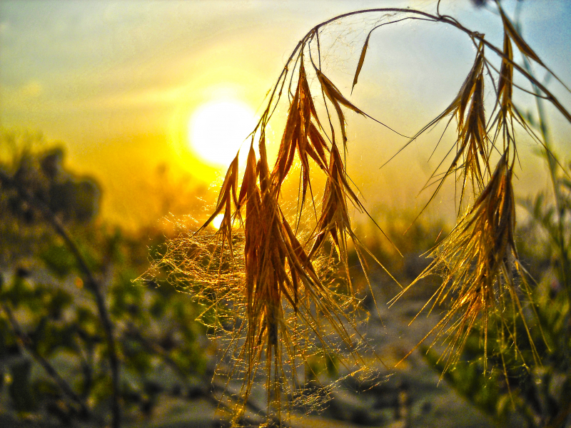 колосок, hdr, пляж, восход, рассвет, солнце, макро, песок