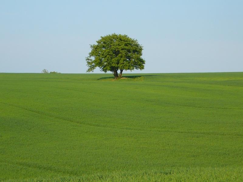 пейзаж, дерево, поле