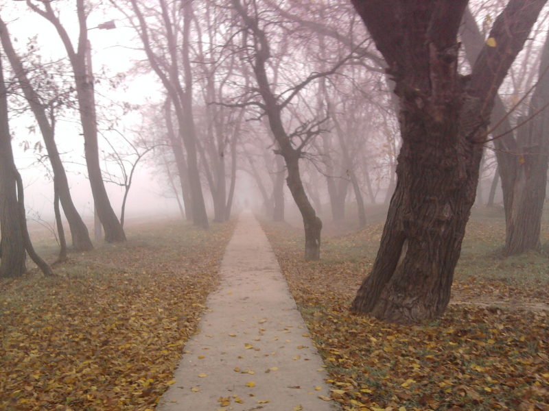 туман, дорожка, листья, осень