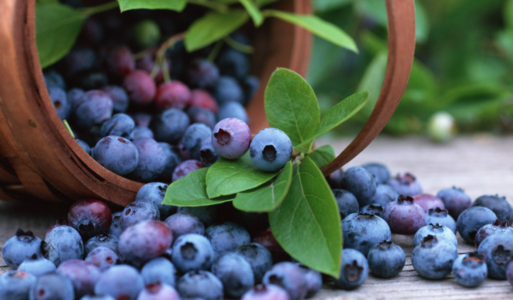 blueberry, корзина, fruits, черника