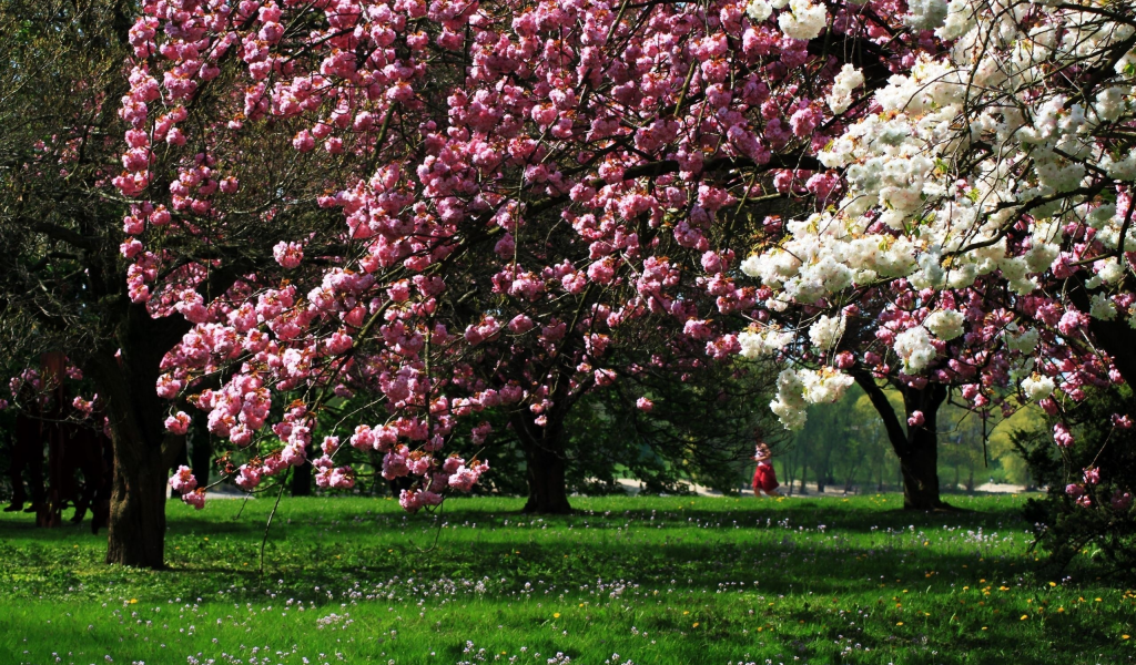 весна, деревья, цветы, весенее настроение