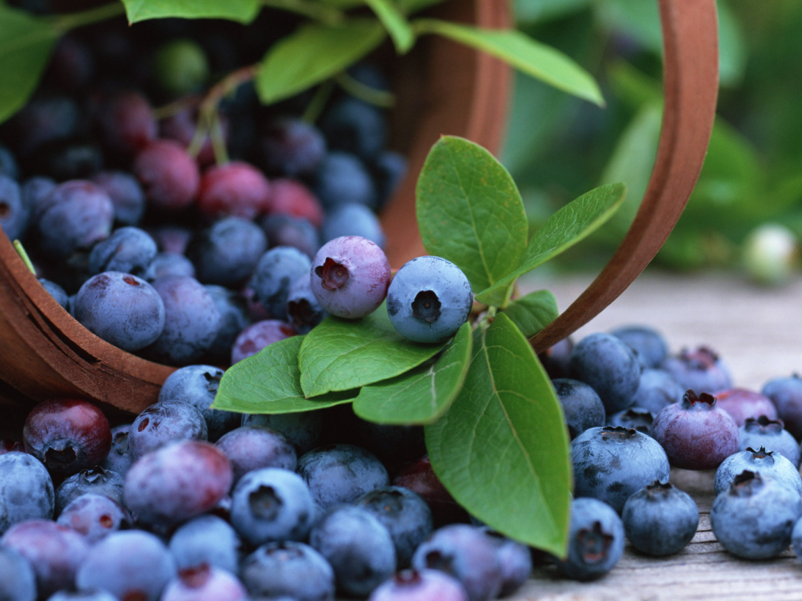 blueberry, корзина, fruits, черника