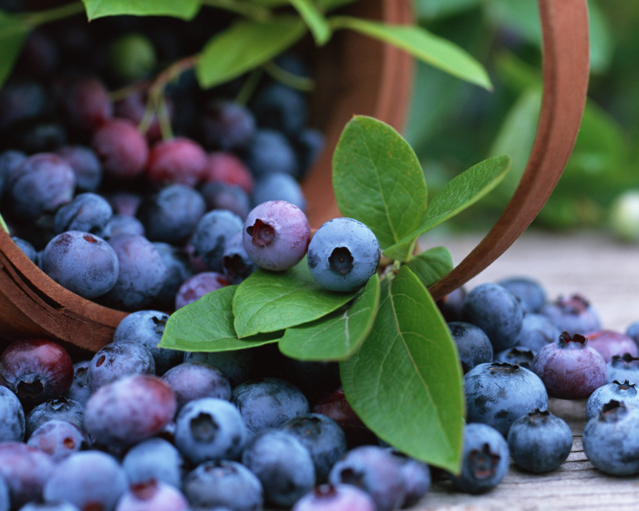 blueberry, корзина, fruits, черника