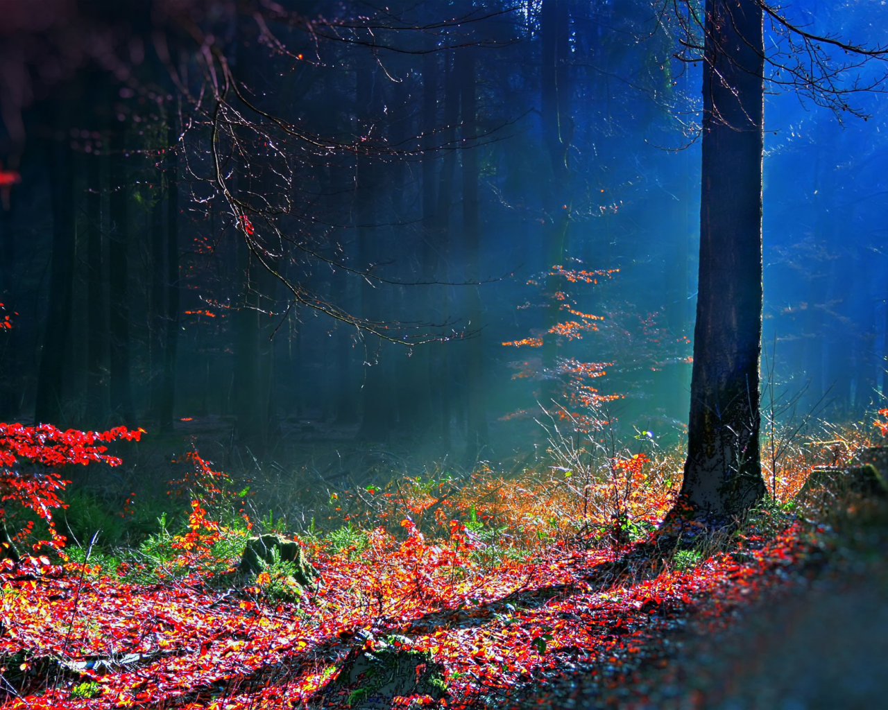 лес, bosque hdr, осень