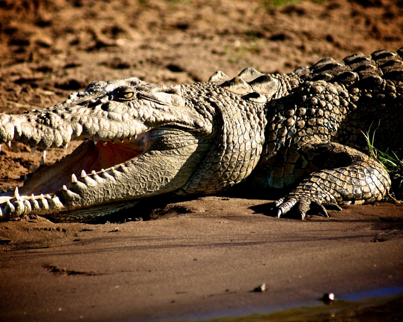 крокодил, берег, трава