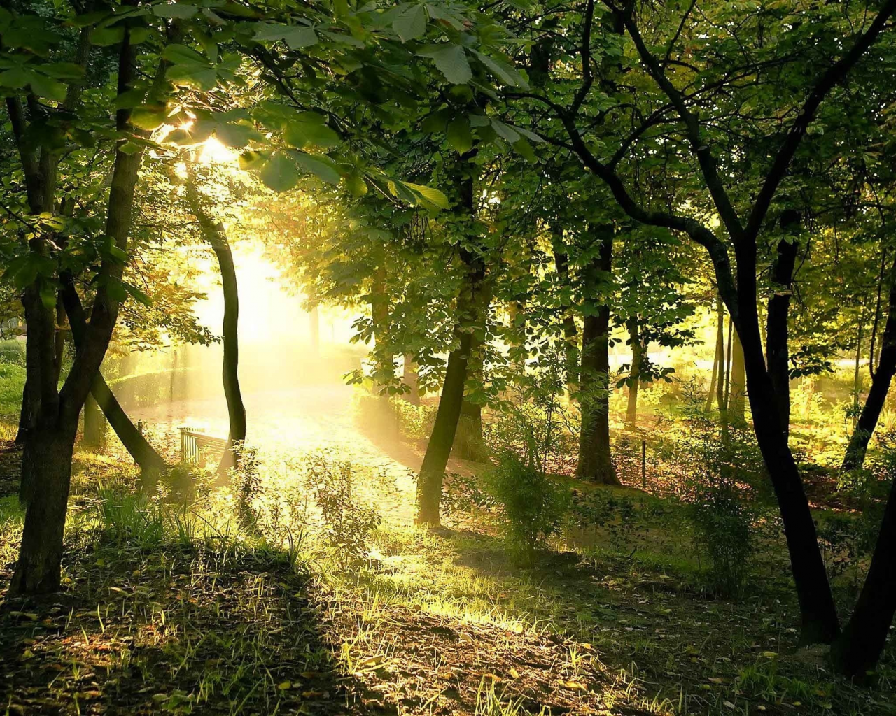 rays, woods, lights, forest, sun, green, sunny, Foliage