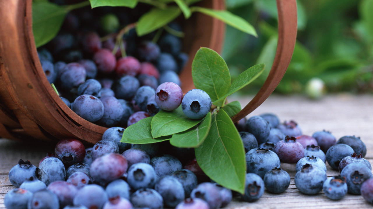 blueberry, корзина, fruits, черника