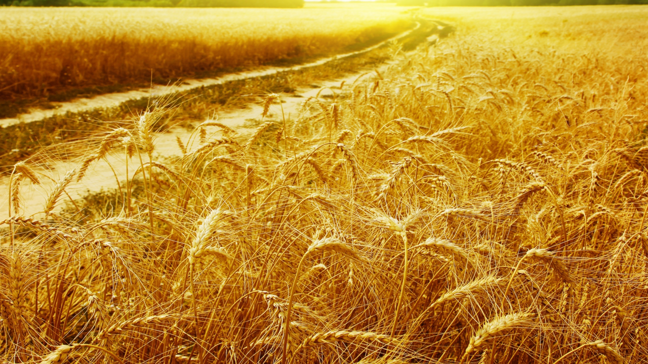 пейзажи, золотые, солнце, поле, лучи, пшеница, дорога, колоски