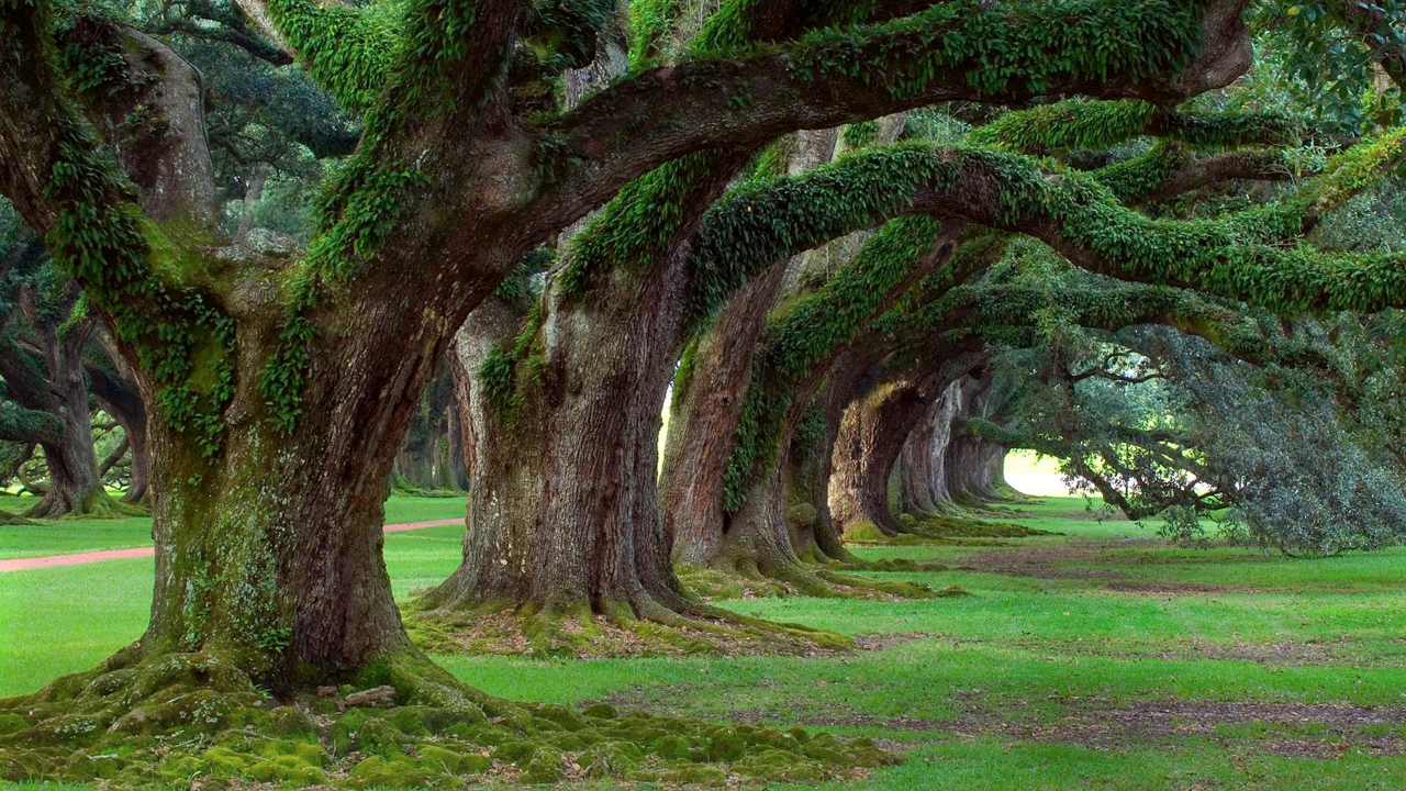 деревья, огромные, корни