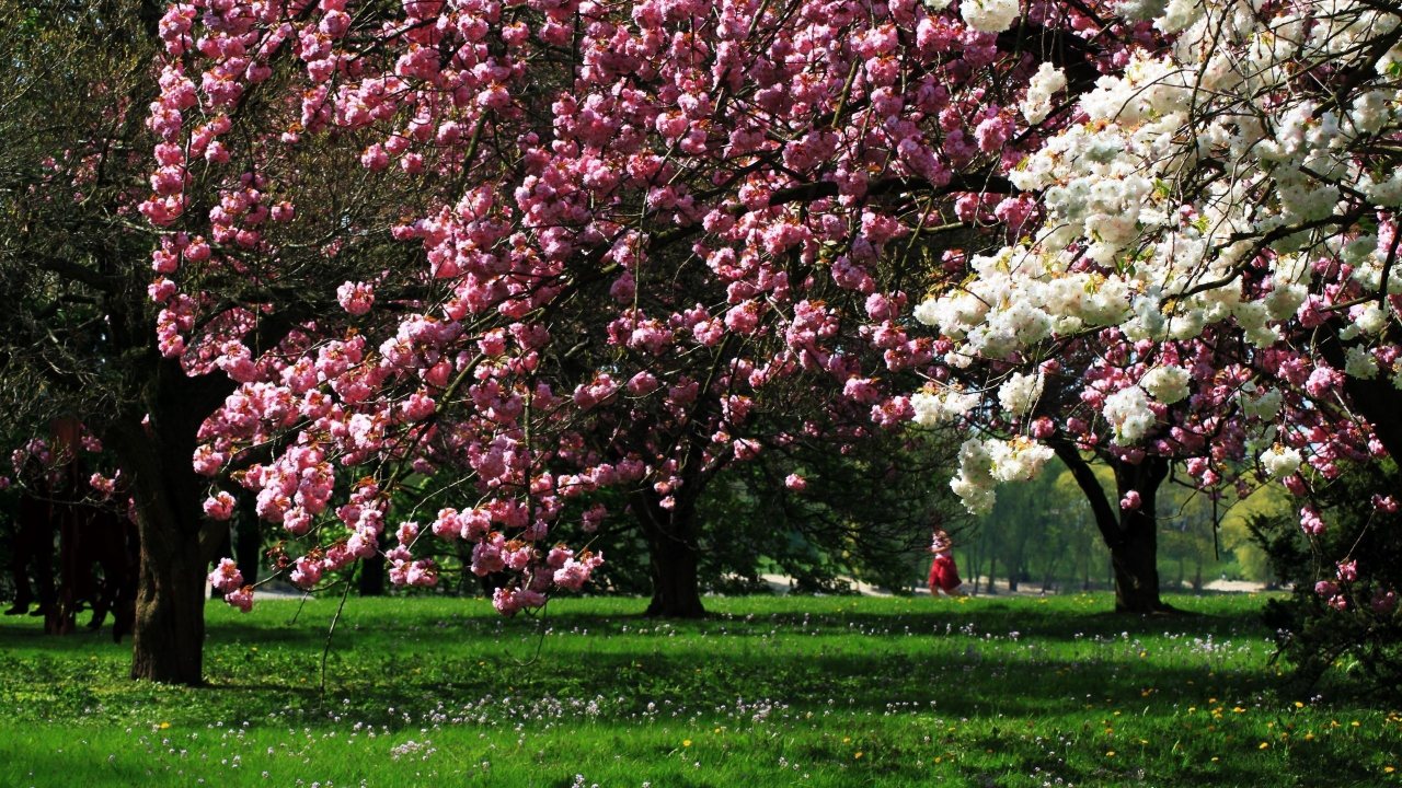 весна, деревья, цветы, весенее настроение