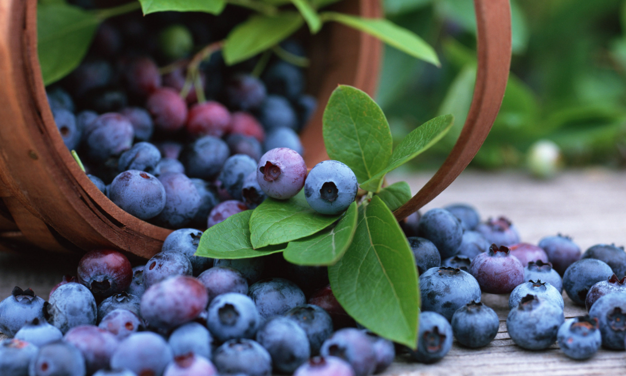 blueberry, корзина, fruits, черника