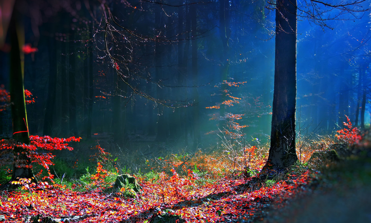 лес, bosque hdr, осень