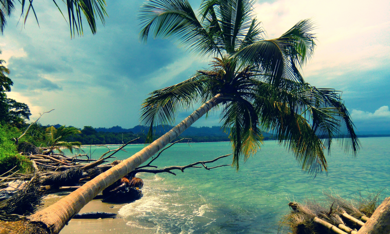 пальмы, остров, берег, пляж, пальма, побережье, лазурь, пейзаж, океан, природа