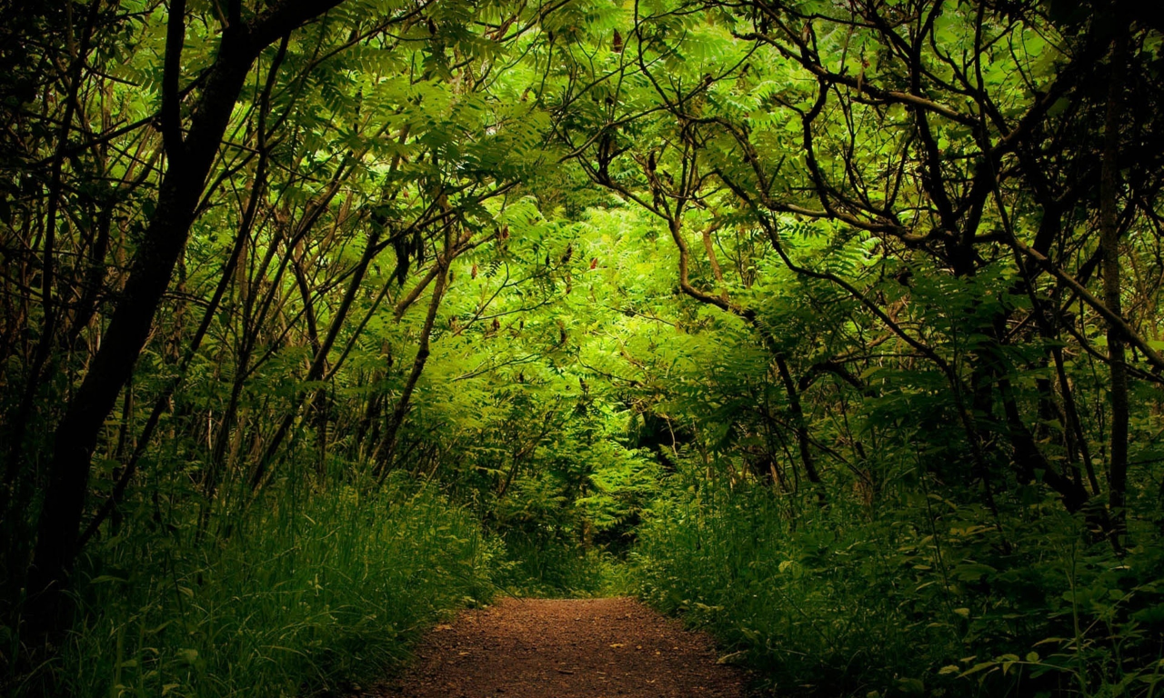 зелень, дорожка, деревья, лес, кусты, акации, дорога