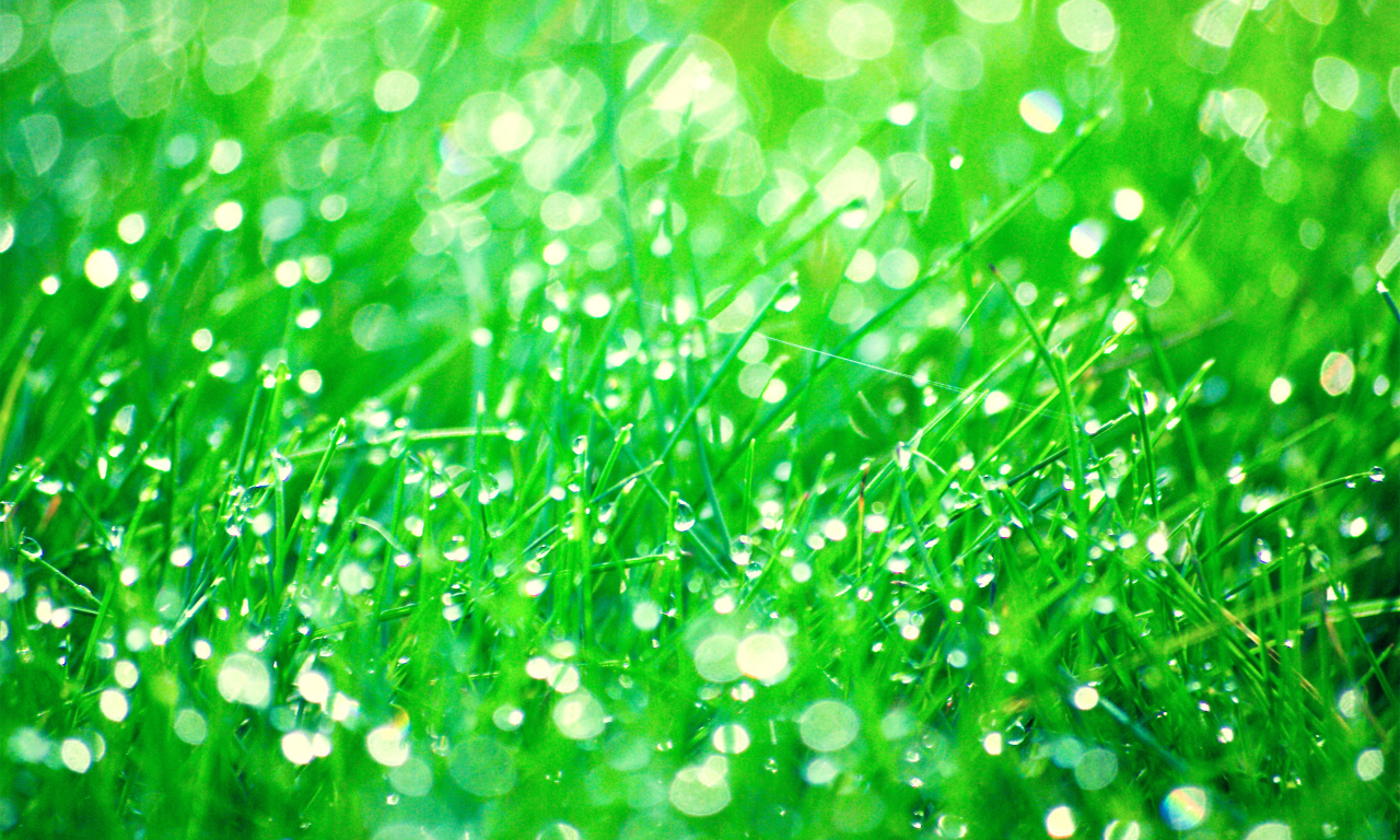 зелень, трава, капли, роса, вода, макро