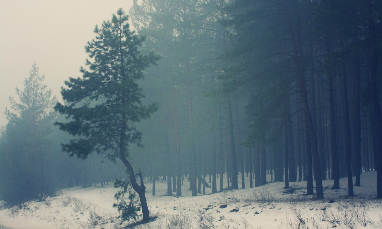 зима, туман, темнеет, сосна, елка, сосновый лес, снег, лес