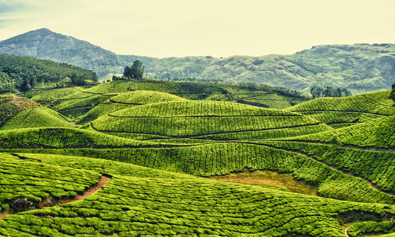 индия, чай, плантации