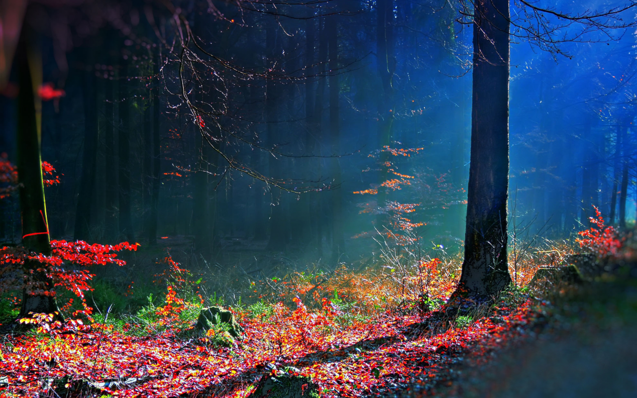 лес, bosque hdr, осень