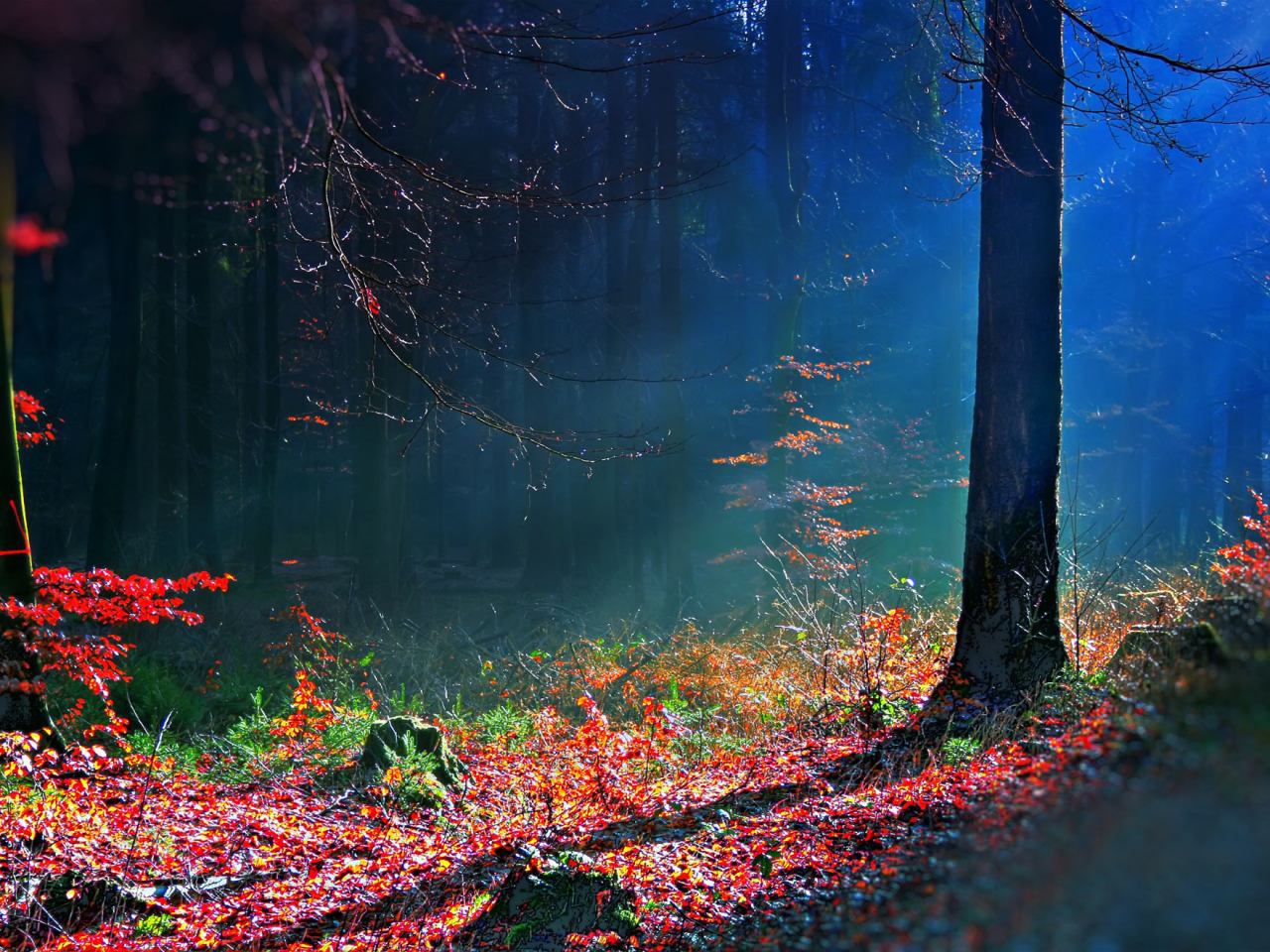 лес, bosque hdr, осень