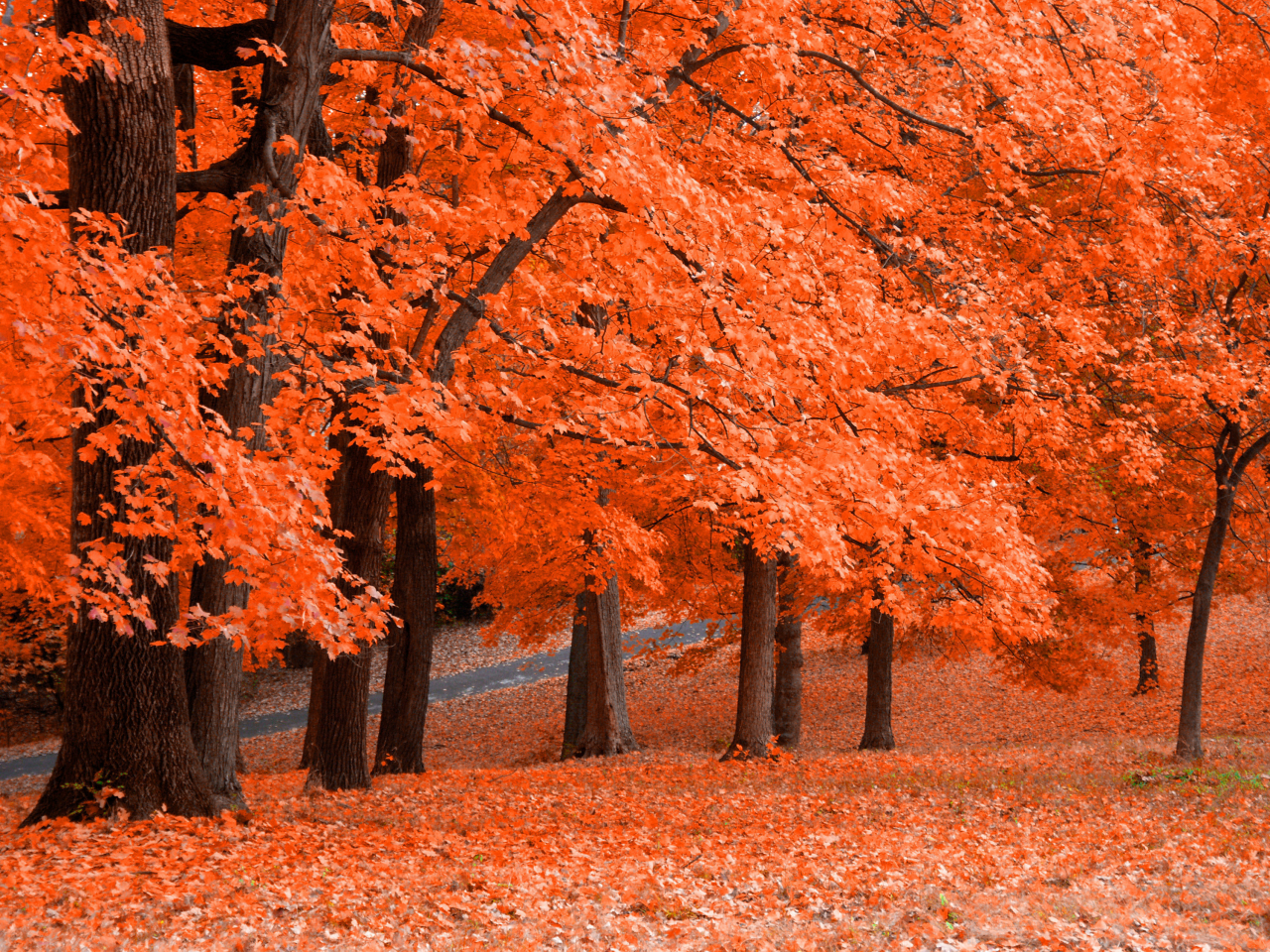 осень, листья, оранж, fresh squeezed, парк