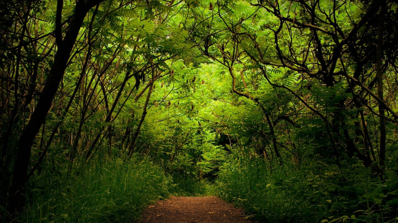 зелень, дорожка, деревья, лес, кусты, акации, дорога
