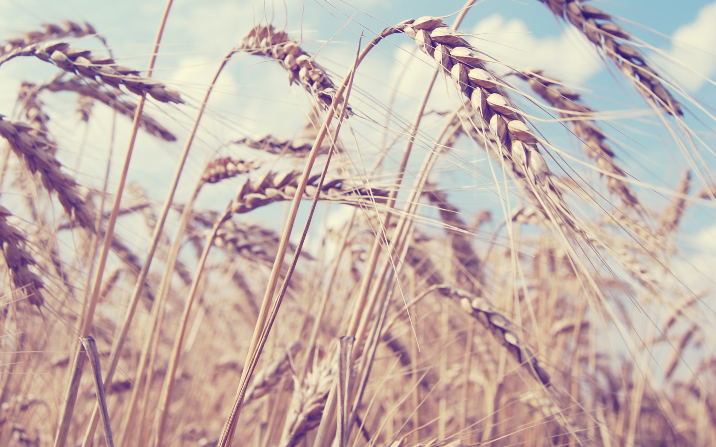 поле, колосья, Лето, пшеница