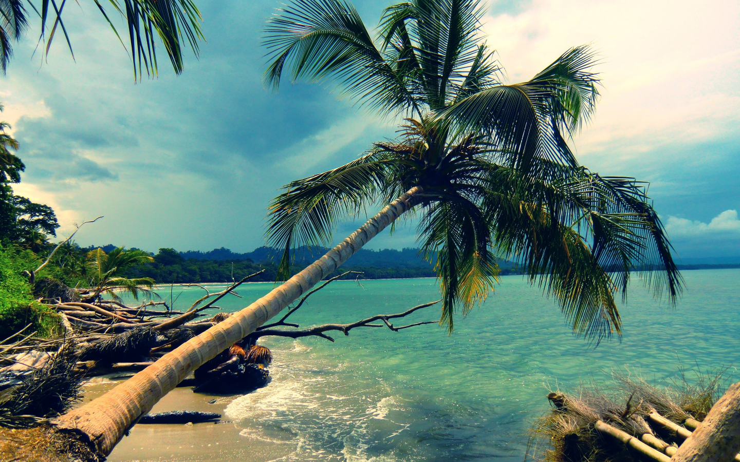 пальмы, остров, берег, пляж, пальма, побережье, лазурь, пейзаж, океан, природа