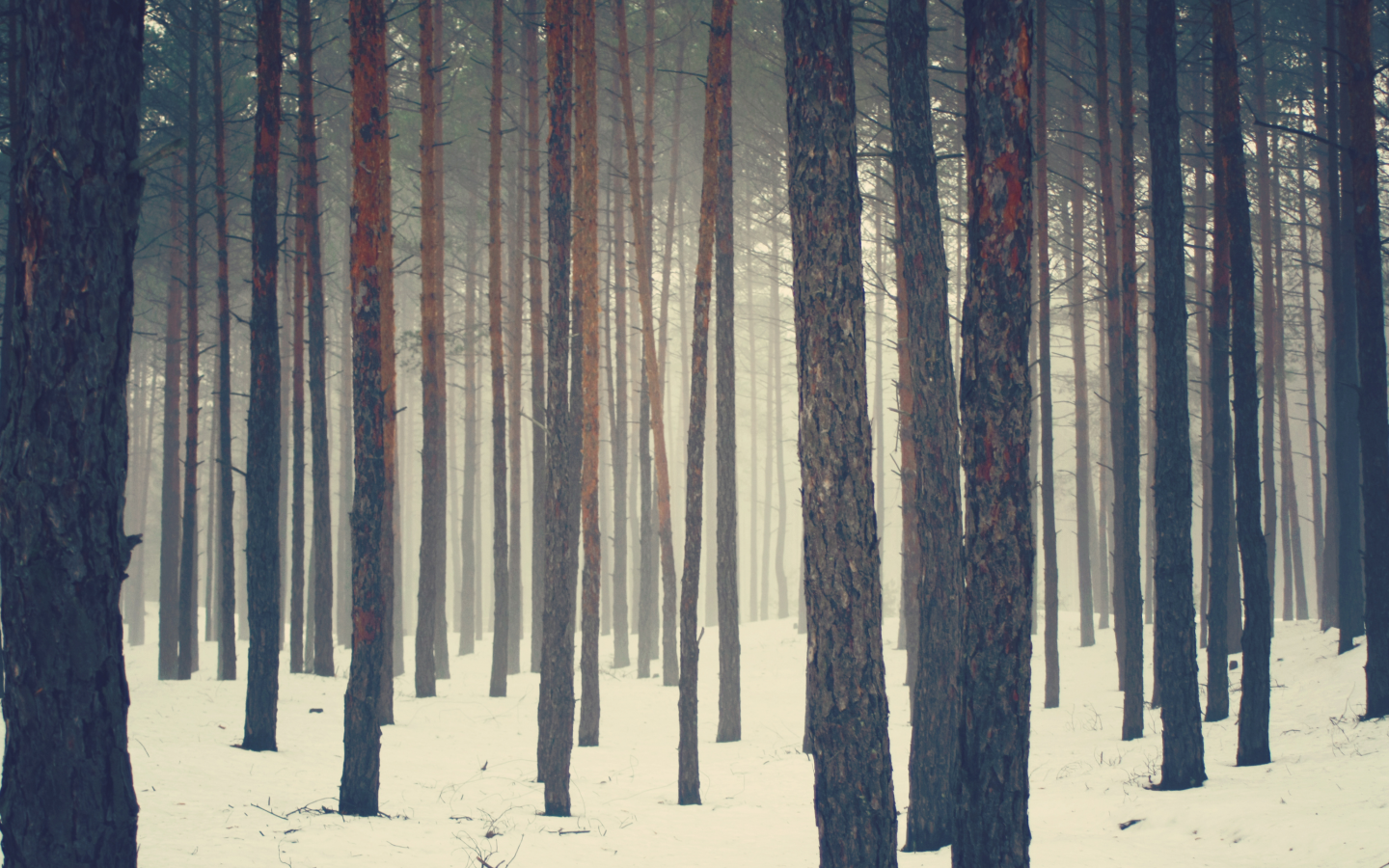 туман, снег, сосна, сосны, зима, лес