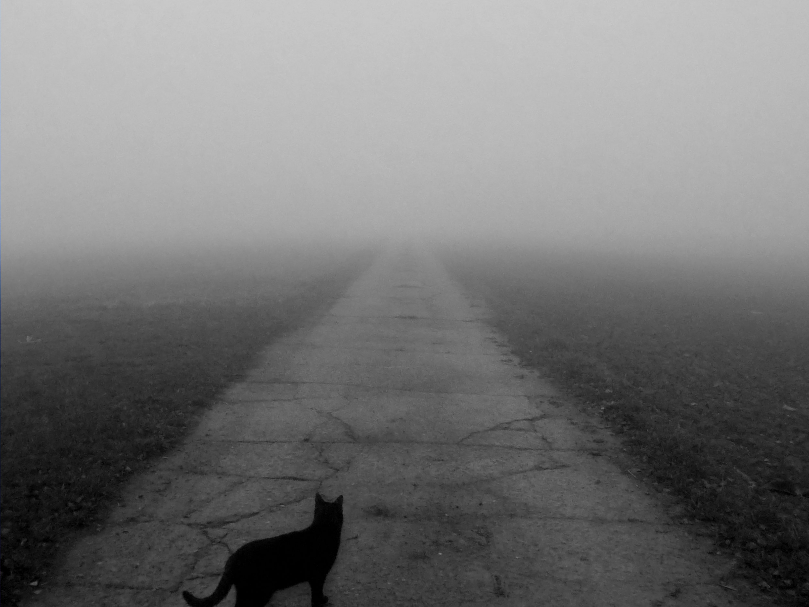 идущий, кот, чёрный, в никуда