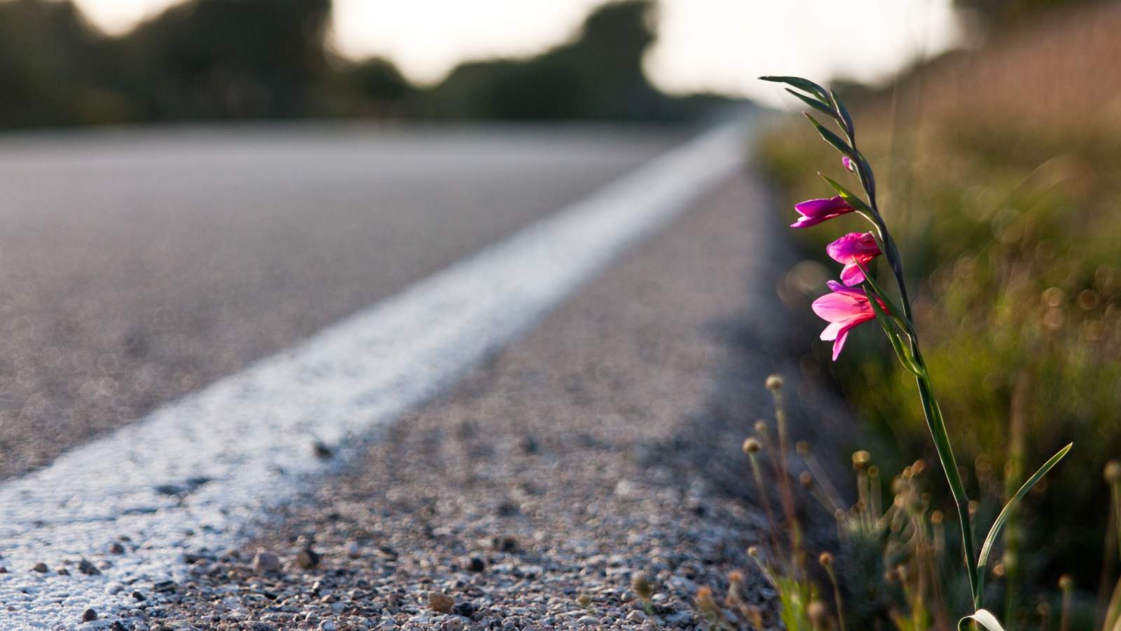 flower, road, grass