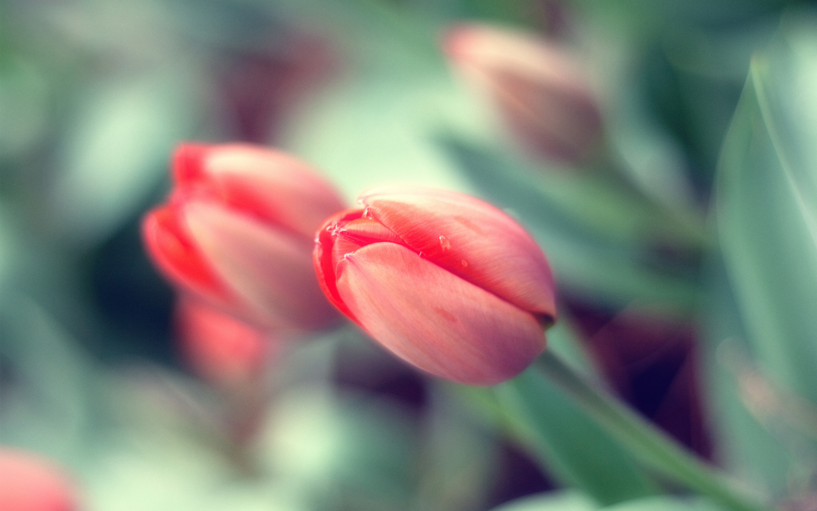 весна, цветы, макро, тюльпан