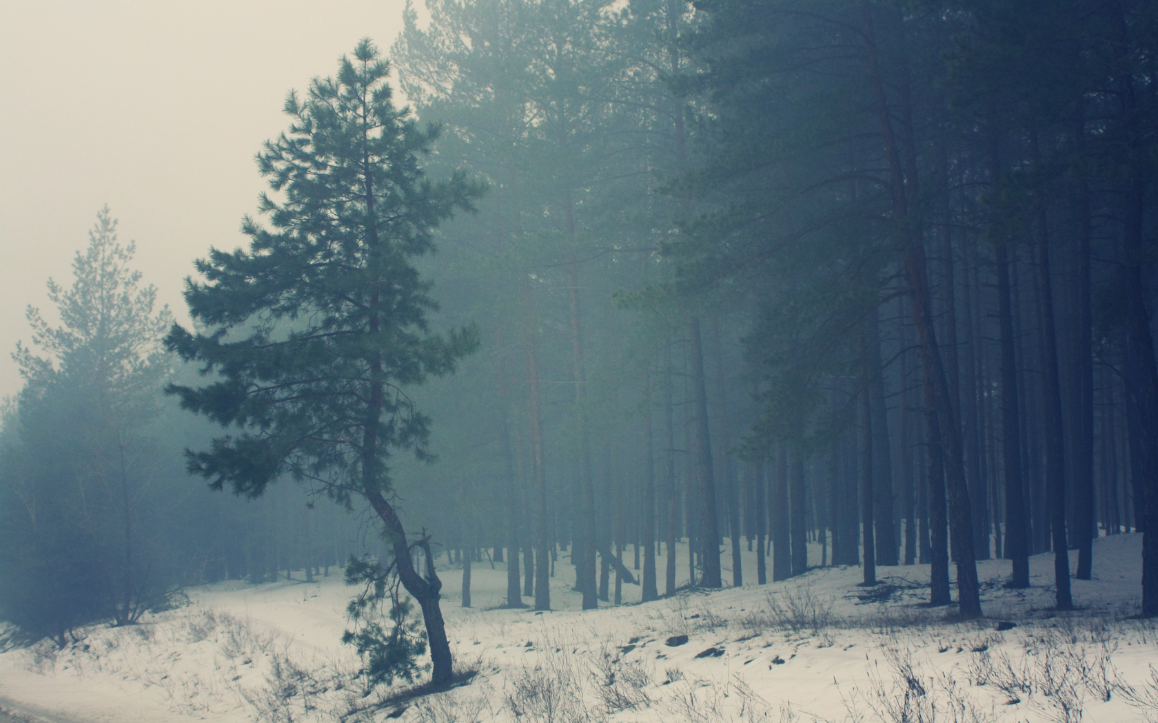 зима, туман, темнеет, сосна, елка, сосновый лес, снег, лес