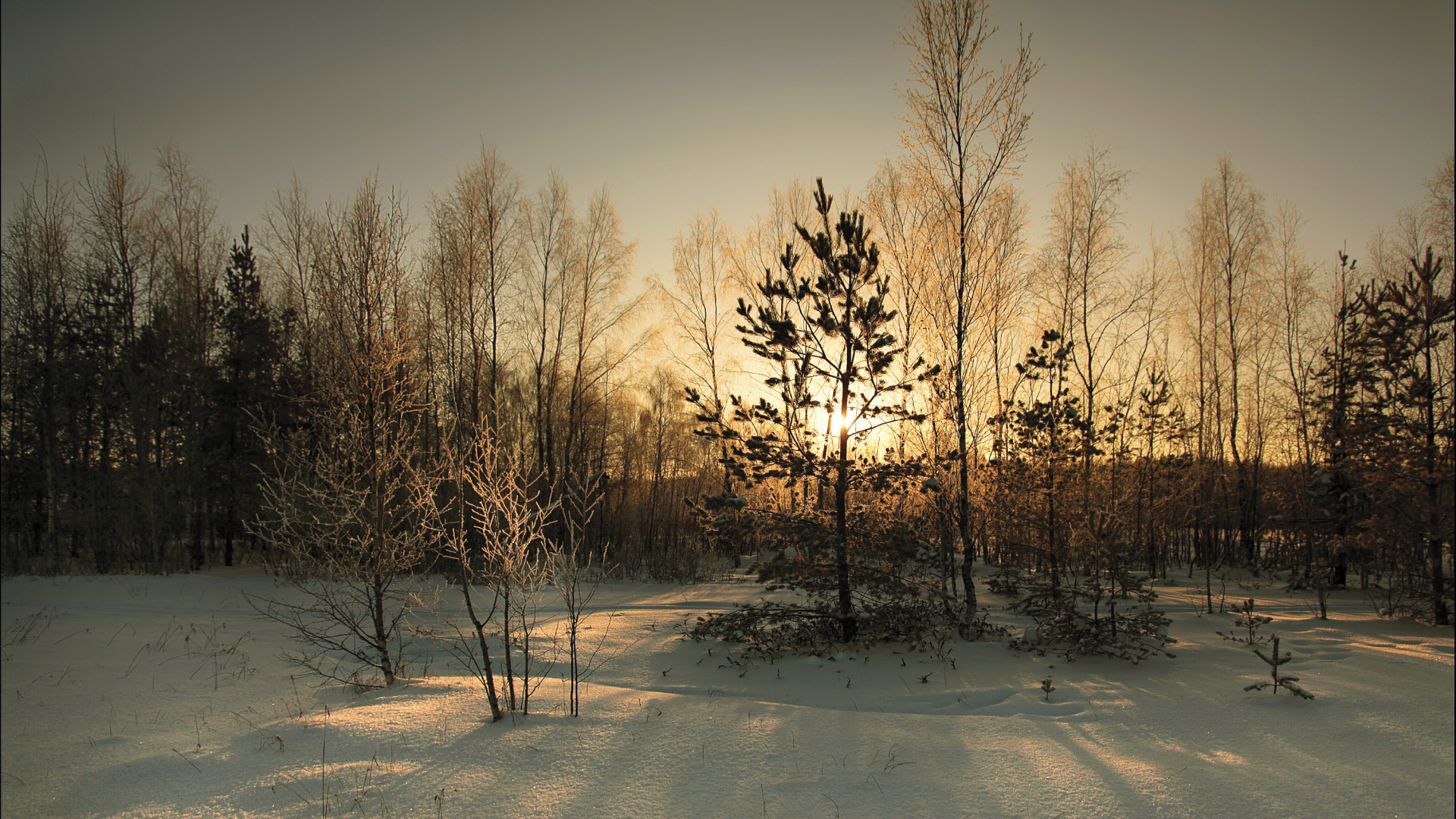 снег, деревья, зима, солнце, закат