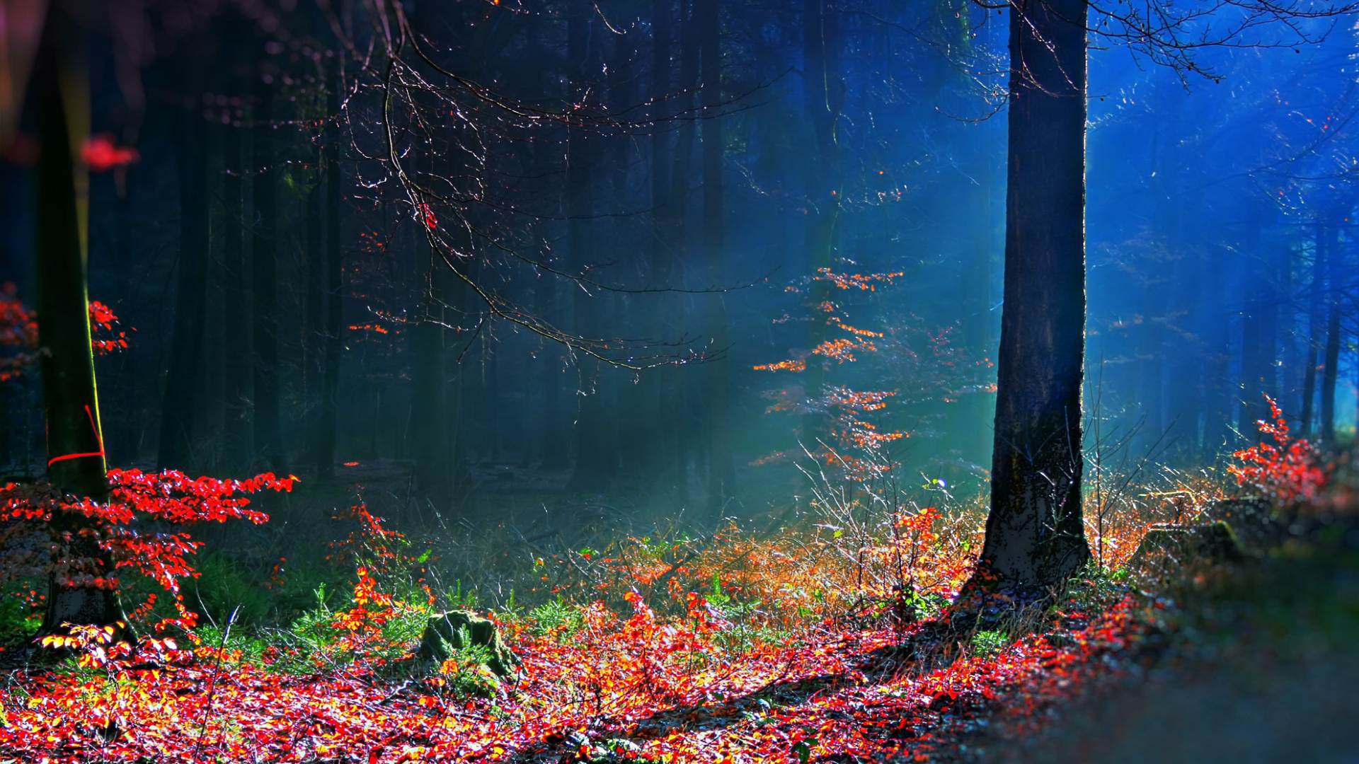 лес, bosque hdr, осень