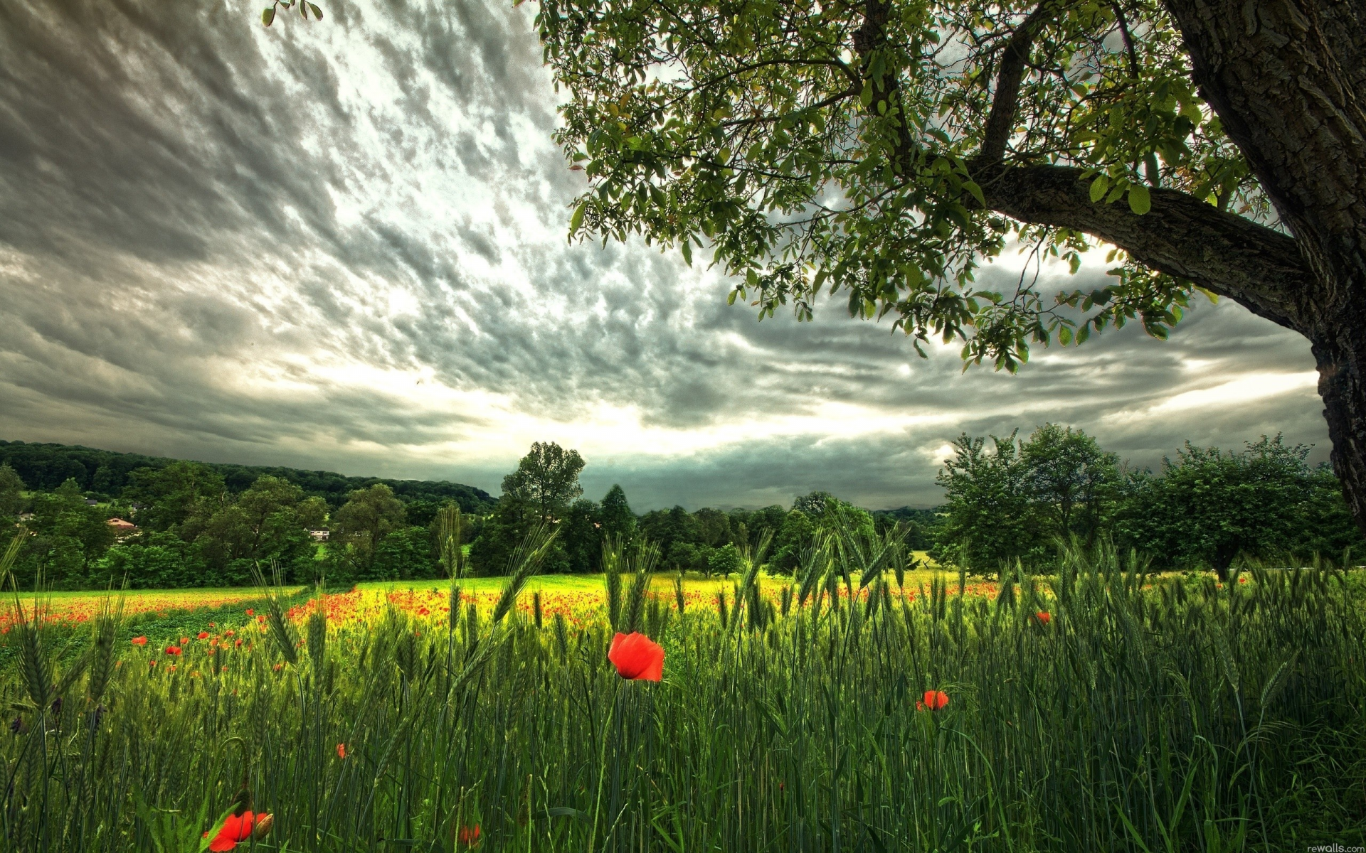 поле, дерево, цветок, трава
