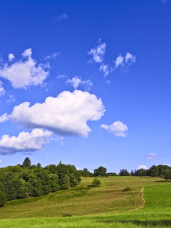 облака, небо, трава, лес