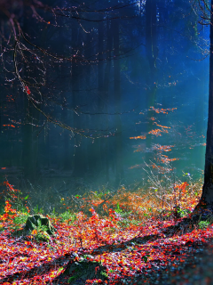 лес, bosque hdr, осень