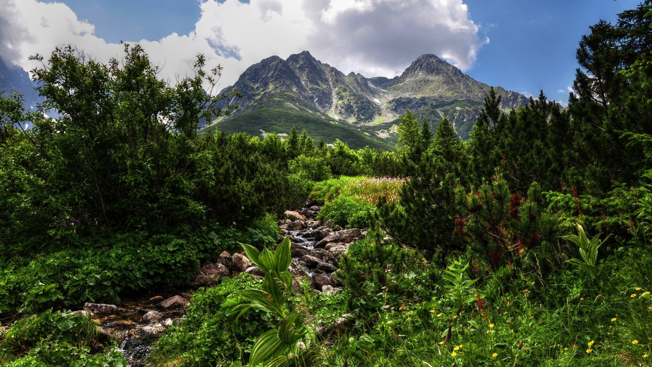 небо, зелень, день, облака, сосны, ручей, hdr, горы