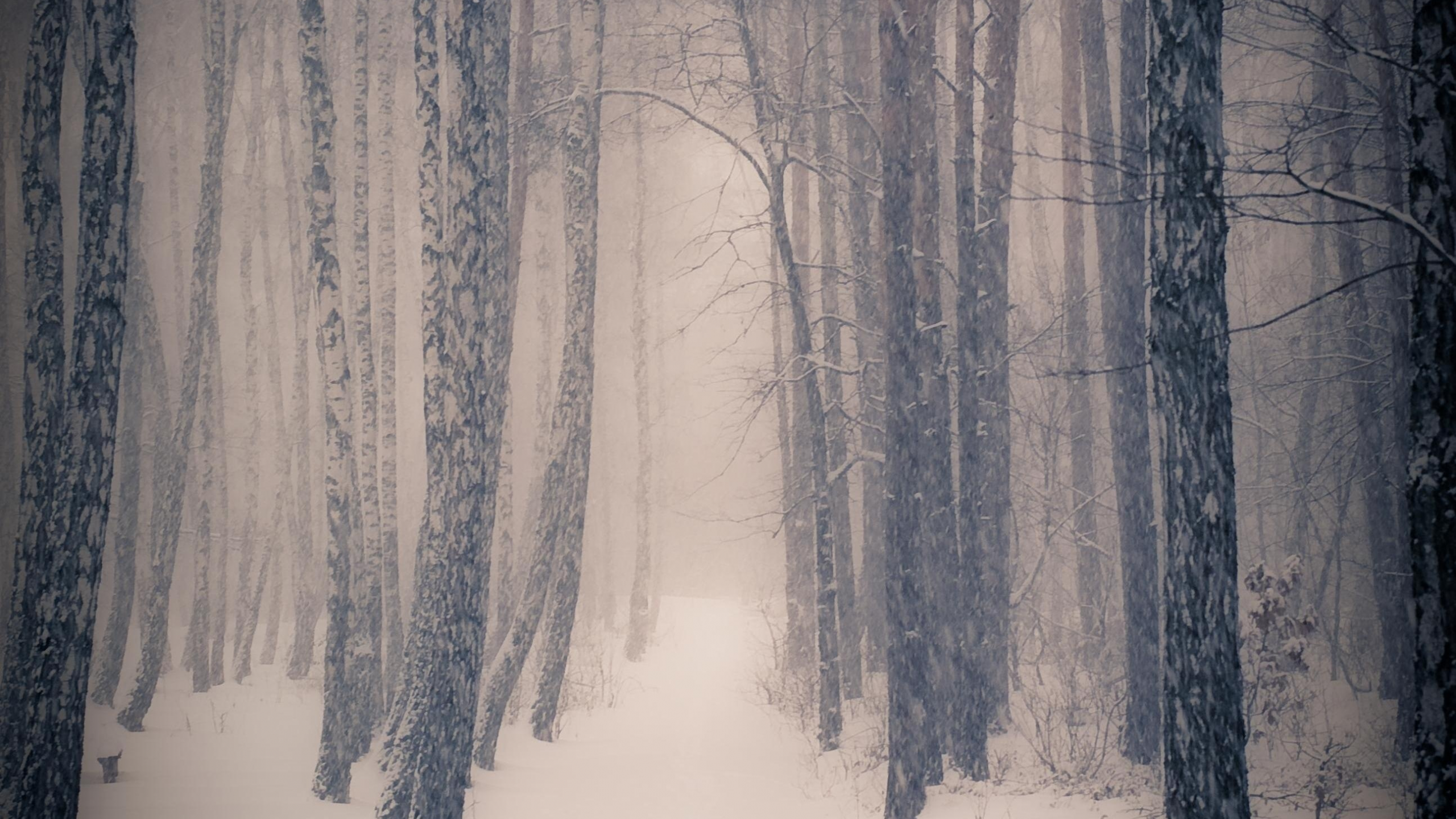 лес, зима, мрачный
