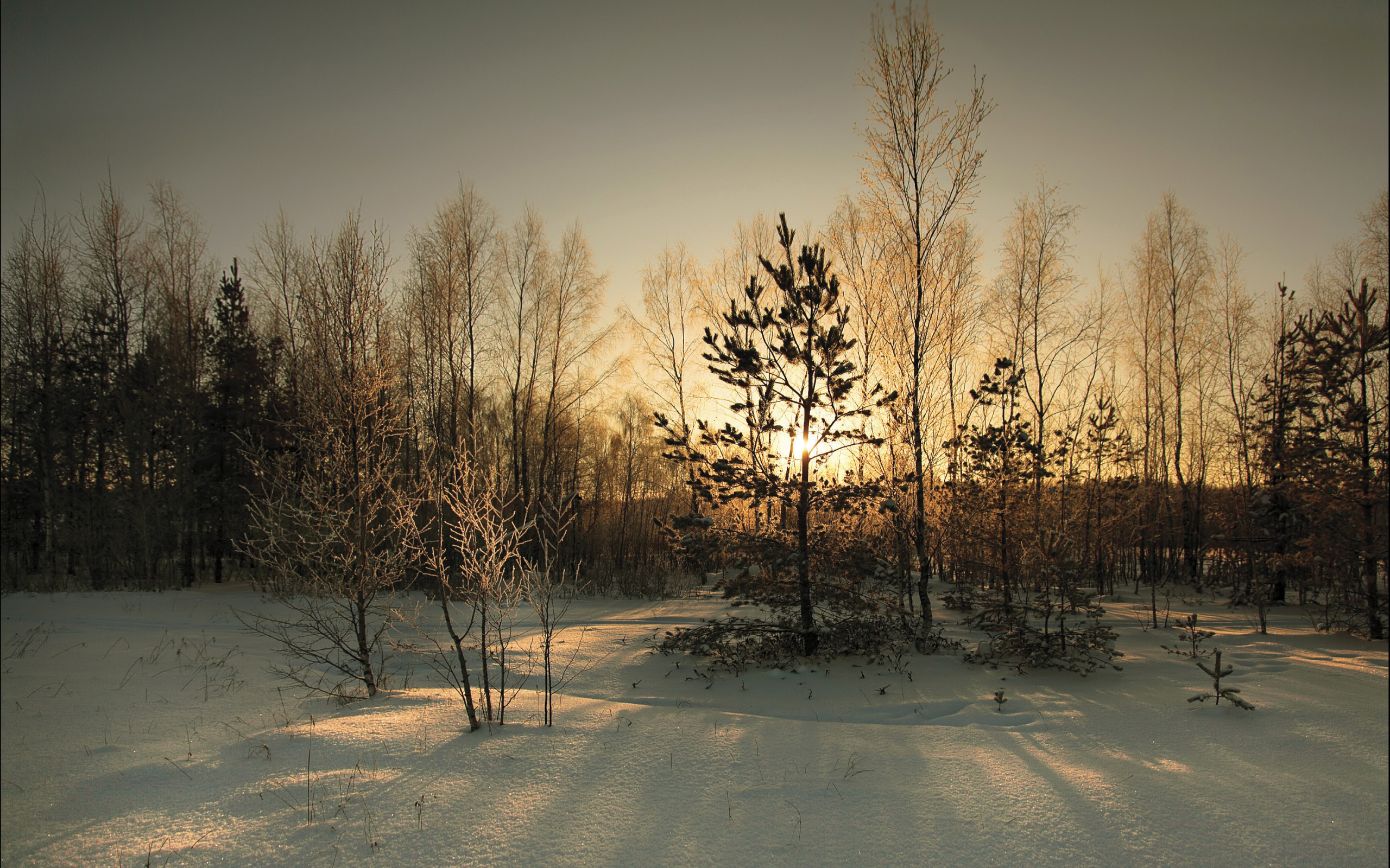 снег, деревья, зима, солнце, закат