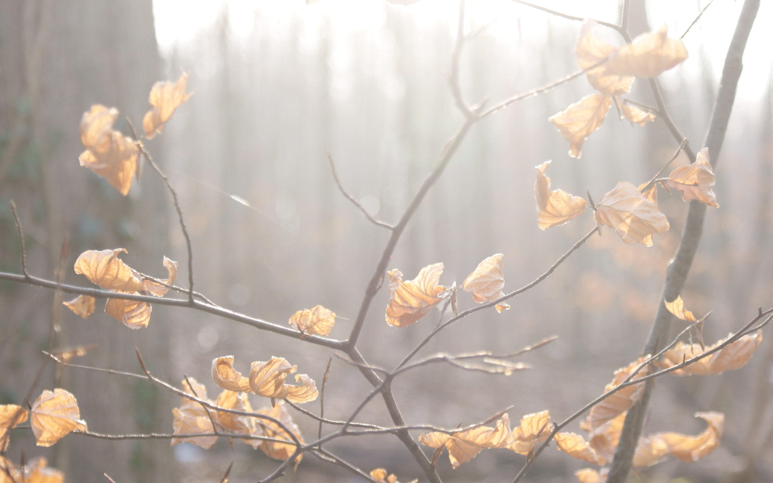 туман, ветка, осень, листья