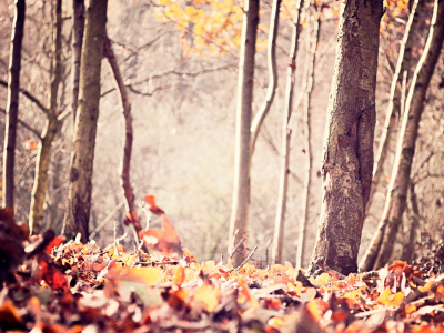 лес, листья, деревья, осень, природа, пейзаж