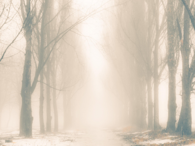 снег, деревья, дорога, туман