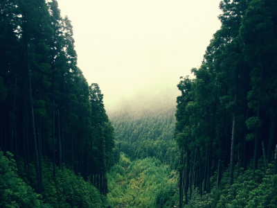 деревья, зелень, лес, туман